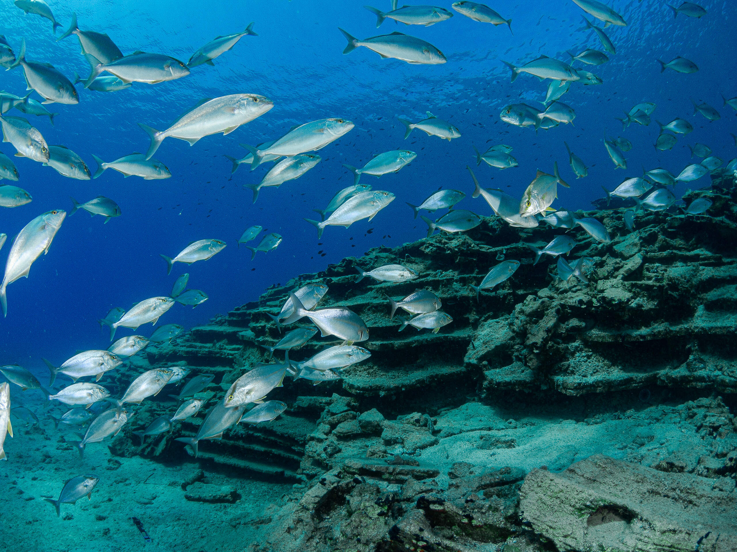 aria marine home diving hcmr