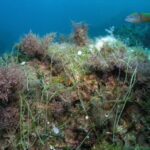 aria artificial reef