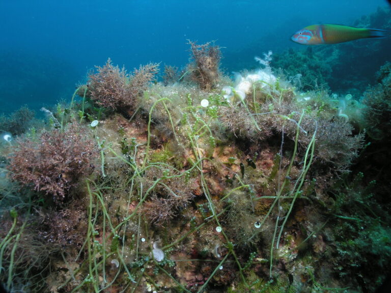 aria artificial reef