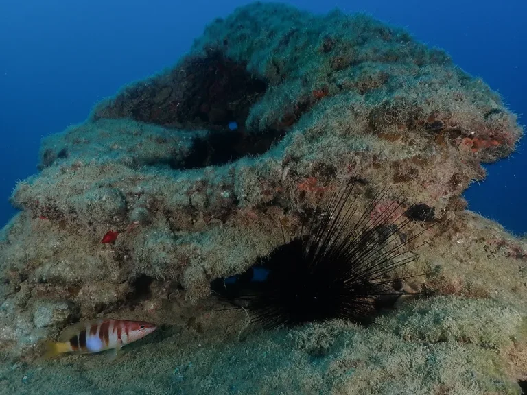 aria artificial reefaria artificial reef