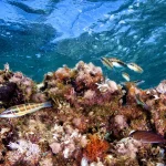 aria artificial reef news blog