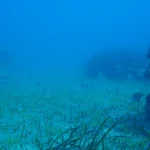 aria artificial reef news blog